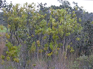 Starr 040220-0314 Santalum paniculatum.jpg