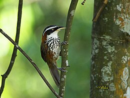 Vörösnyakú sarlóstimália (Pomatorhinus ruficollis)