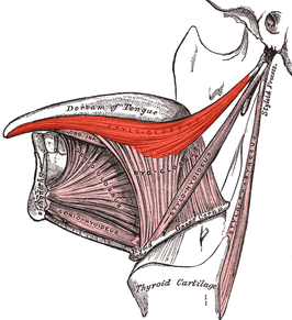 Musculus styloglossus