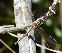 Yellow presba female