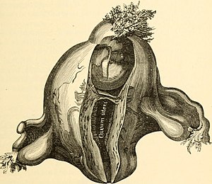 Науката и изкуството на акушерството (1897) (14740436436) .jpg