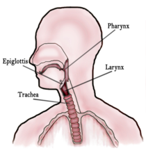 Hrdlo Diagram.png