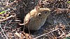 Plaga de topillos en Castilla y León de 2007