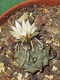 Miniatura para Turbinicarpus schmiedickeanus subsp. schwarzii