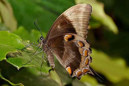 Papilio ulysses, by Fir0002