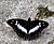 VB 023 Indian Purple Emperor.jpg