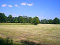 Weiden- und Wiesenlandschaft bei Verl