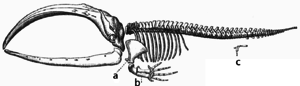 A baleen whale skeleton. Letters a and b label flipper bones, which were adapted from front leg bones, while c indicates vestigial leg bones, both suggesting an adaptation from land to sea. Whale skeleton.png