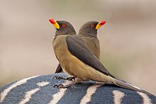 Yellow-billed oxpeckers (Buphagus africanus africanus) on zebra.jpg