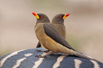 Pica-boi-de-bico-amarelo (Buphagus africanus africanus) no lombo de uma zebra, Senegal. (definição 2 663 × 1 775)