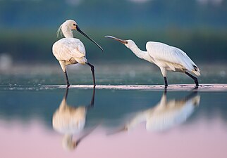 Eurasian spoonbill in Danube Biosphere Reserve. One of the winners of Wiki Loves Earth 2017, a featured picture on Wikimedia Commons