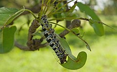 Description de l'image 2017.07-455-167cp sheabutter tree,insect(Cirina butyrospermi(Saturniidae,Lepidoptera),larva(caterpillar),eating Koumbia(Tuy Prv.,Hauts-Bassins Rgn),BF fri28jul2017-0902h.jpg.