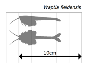Waptia (size) ワプティア（サイズ）
