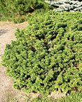 Miniatura para Jardín botánico de las Montañas Negras