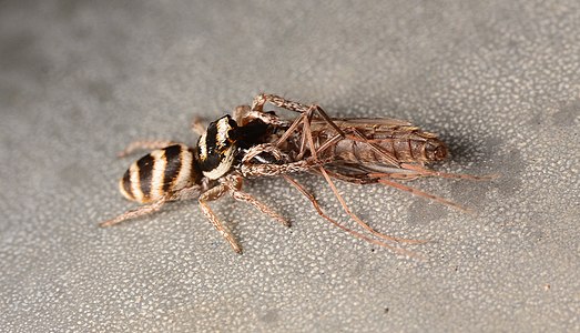 Male dorsal, showing elongated chelicera