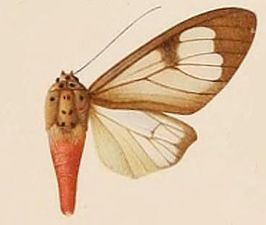 Amerila arthusbertrand