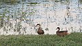 Casal fotografado no nordeste do Brasil.