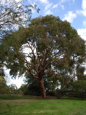 Το είδος Angophora costata