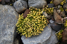 Colobanthus quitensis na Geórgia do Sul