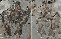 Archaeornithura meemannae