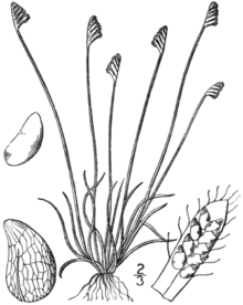 BB-0019 Schizaea pusilla.png