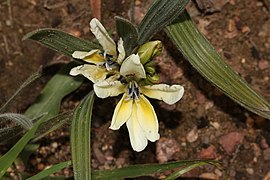 Babiana odorata