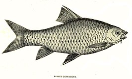 Barbodes carnaticus