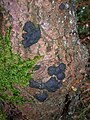 Encrustations on beech bark