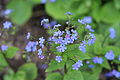 Pflanze mit blauen Blüten