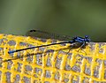 Miniatura para Argia oculata