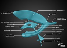 Ventricular system anatomy. Brain-ventricle-anatomy-diagram.jpg