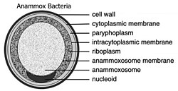 Labeled diagram of an anammox cell. Brocadia anammoxidans.jpg