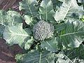 Brassica oleracea Kelompok Italica - brokoli.