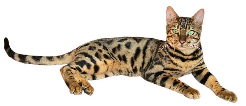 Soubor:Brown spotted tabby bengal cat.jpg