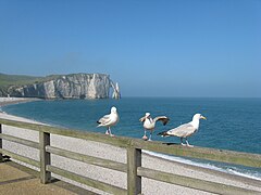 La falaise d'Aval et mauves (goëlands)