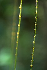 Miniatura para Calamus australis