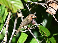 Photo of a small brown bird with patches of orange on its head, throat, and beak, perched in vegetation