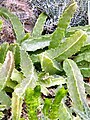 Caralluma hexagona