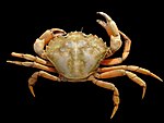 A slender pale reddish crab with 5 notches on either side of the front of its carapace.