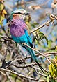 5. Villásfarkú szalakóta (Coracias caudata) (Chobe Nemzeti Park, Botswana) (javítás)/(csere)