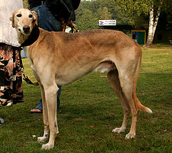 Polish Greyhound / Chart Polski