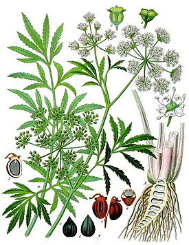 Дохьажбуц (Cicuta virosa). Ботаникай сурт да Köhler’s Medizinal-Pflanzen яхача дешарга чура, 1887
