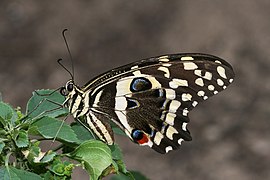 Papilio demodocus auf einem Wolfsmilchgewächs in Tansania