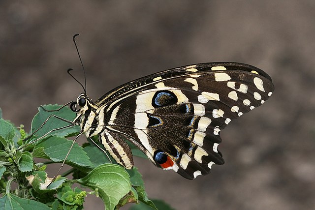 Бабочка Papilio demodocus на растении семейства Молочайные
