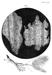 In Micrographia, Robert Hooke had applied the word cell to biological structures such as this piece of cork, but it was not until the 19th century that scientists considered cells the universal basis of life. Cork Micrographia Hooke.png