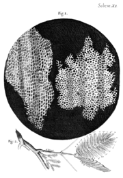 Dibujo de la estructura del corcho observado por Robert Hooke bajo su microscopio y tal como aparece publicado en Micrographia