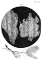 Image 1In Micrographia, Robert Hooke had applied the word cell to biological structures such as this piece of cork, but it was not until the 19th century that scientists considered cells the universal basis of life. (from History of biology)