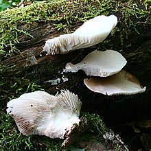 Crepidotus applanatus 1395479.jpg