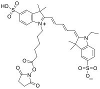 Struktur von Cy5-Succinimidylester