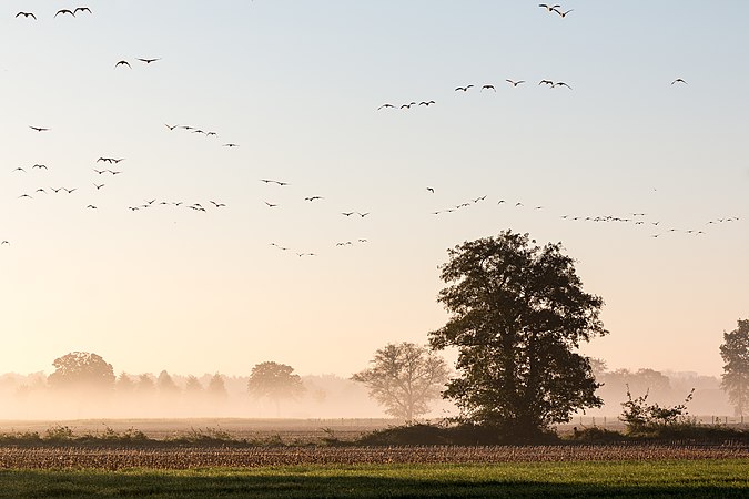 日出时分的飞雁。摄于德国北莱茵-威斯特法伦州迪尔门。